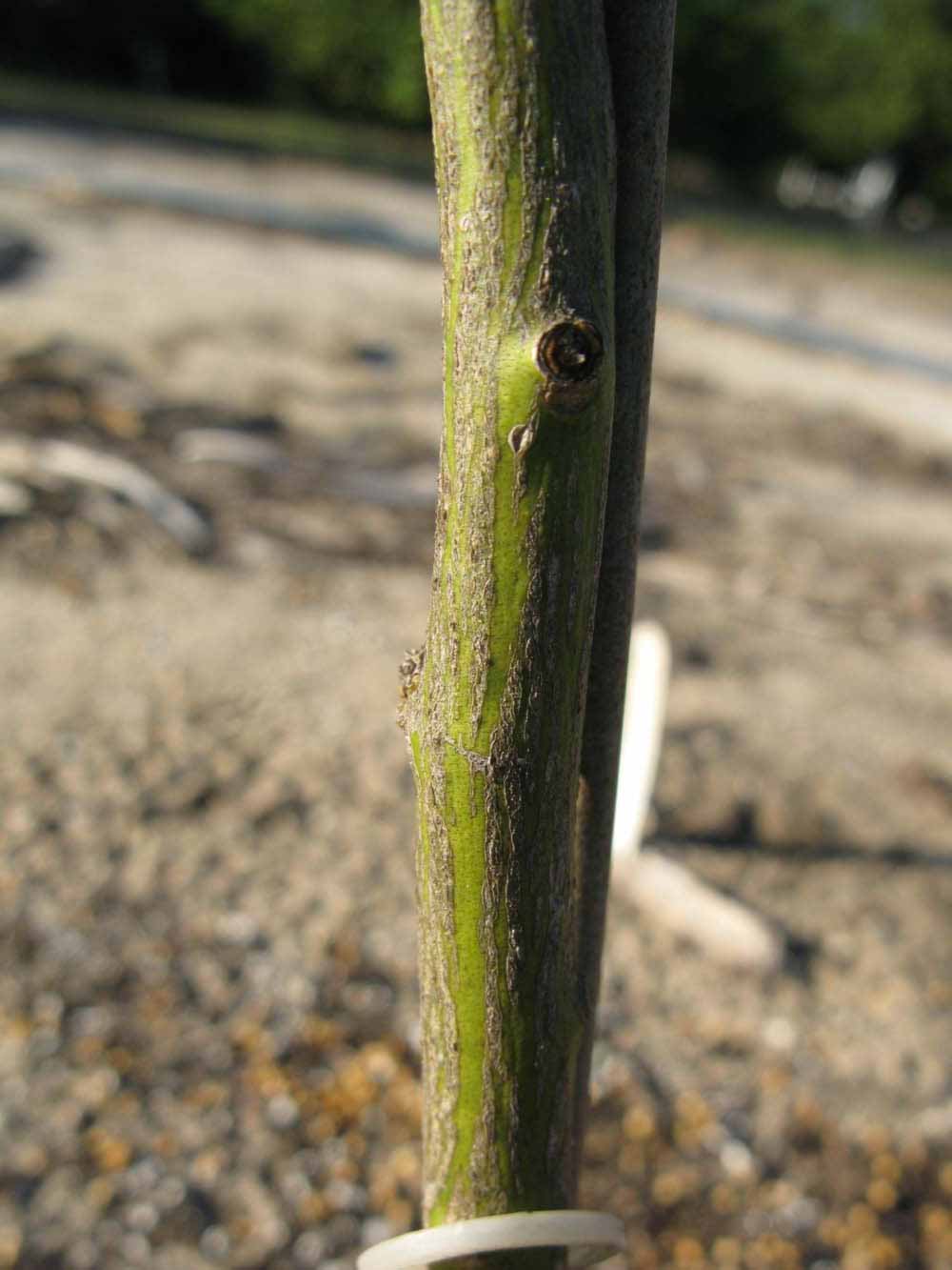              Bark (Winter Haven, FL)       